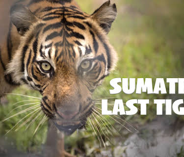 Sumatra's Last Tigers (2010)