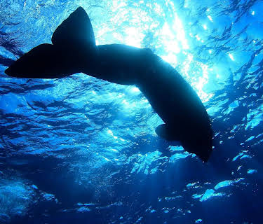Whale Wisdom (2018)