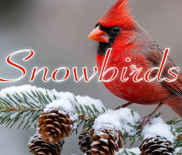 Snowbirds (2024)