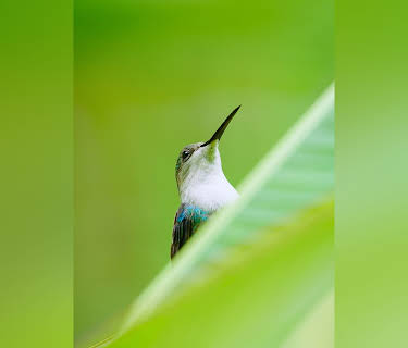 Secrets of the Rainforest: Life of a Hummingbird (2016)