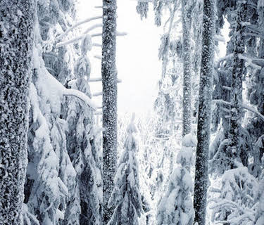 Winter Wonderland (2014)