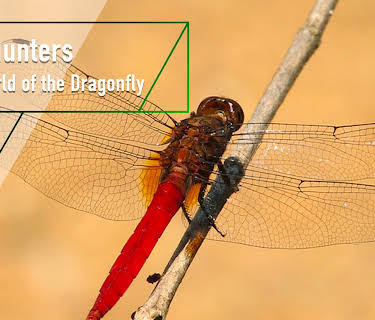 Sky Hunters - The World of the Dragonfly (1915)