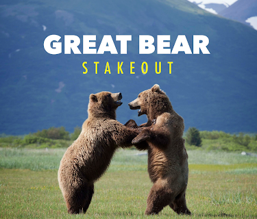 Great Bear Stakeout