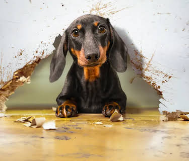 Embarrassing Pets