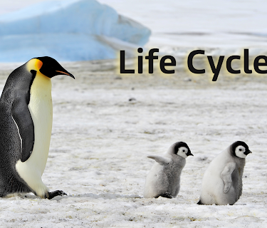 Life Cycles