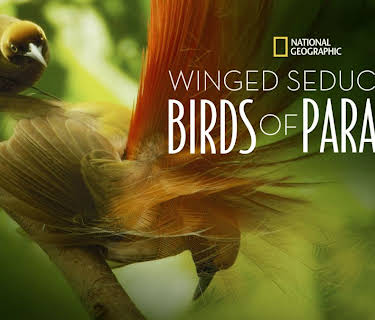 Winged Seduction: Birds of Paradise (2012)