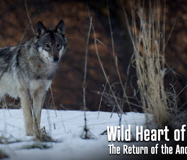 Wild Heart of Europe - The Return of the Ancient Forest (2021)