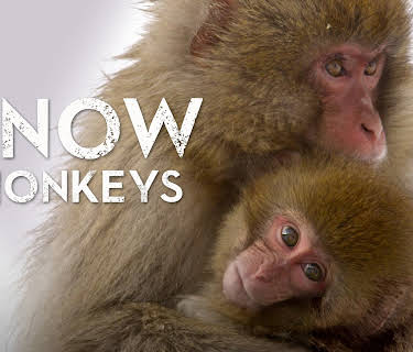 Snow Monkeys (2014)