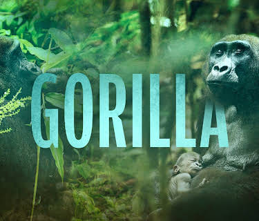 Gorilla (2024)