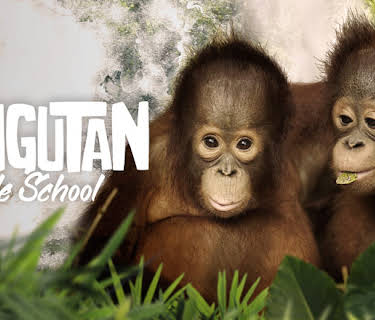 Orangutan Jungle School