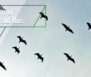 Return of the Bald Ibis (2007)
