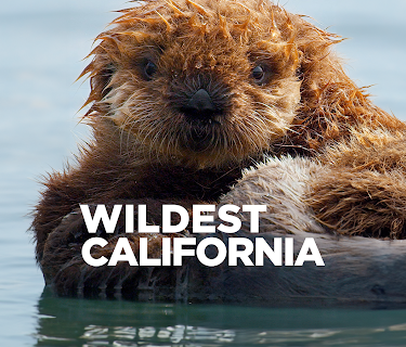 Wildest California (2021)