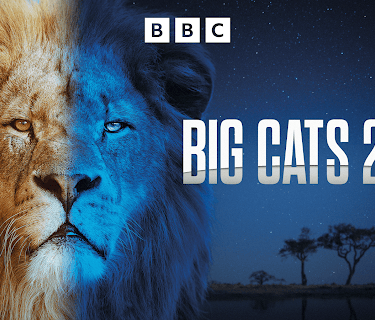 Big Cats 24/7