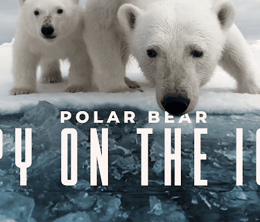 Polar Bear: Spy on the Ice