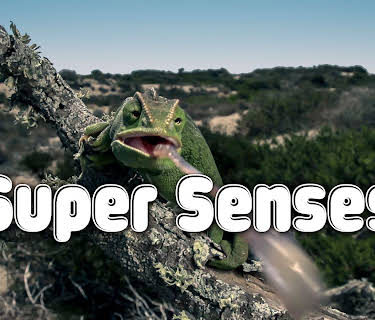 Super Senses (2026)