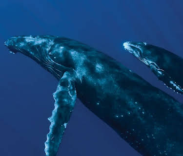 Oceans (2010)