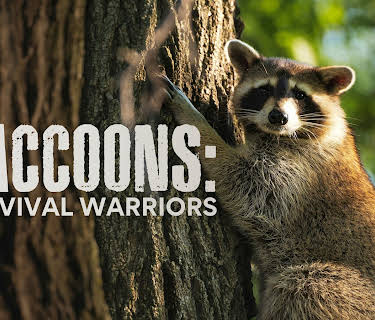 Raccoons: Survival Warriors (2026)