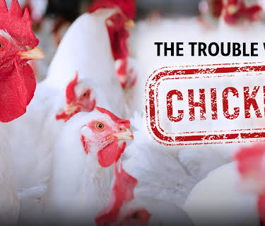The Trouble with Chicken (1983)