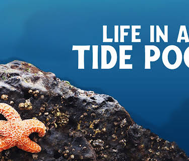 Life In A Tide Pool