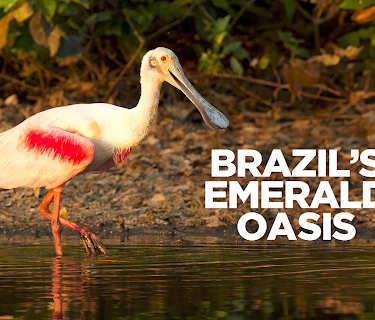 Brazil's Emerald Oasis (2020)