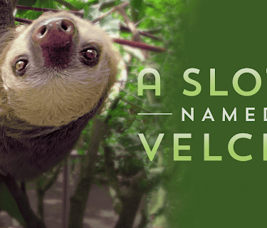 A Sloth Named Velcro (1982)