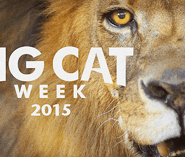 Big Cat Week 2015