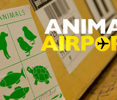 Animal Airport