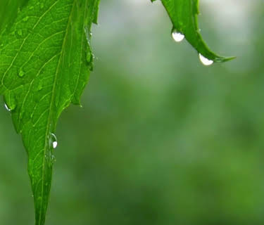 Zen Sleep: Soothing Forest Rain (2 Hrs) (2024)