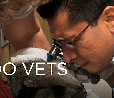 Zoo Vets Season 1