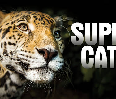 Super Cats, Season 1