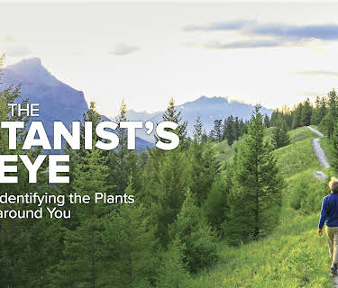 The Botanist's Eye: Identifying the Plants around You