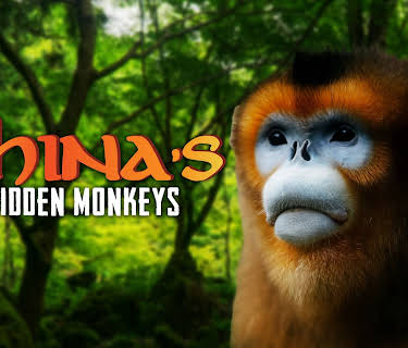 China's Hidden Monkeys (2018)