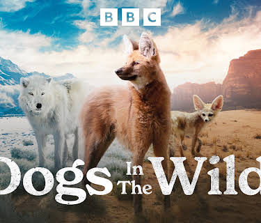 Dogs in the Wild
