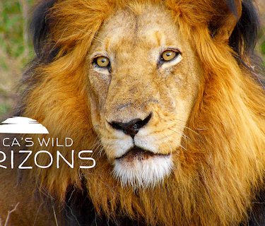 Africa's Wild Horizons