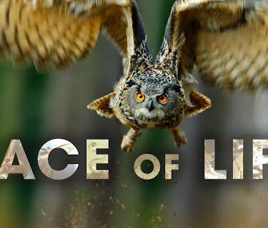 Race of Life