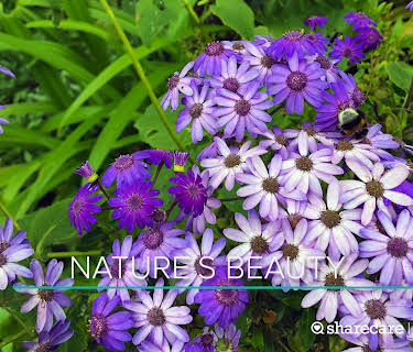 30 Minutes of Nature's Beauty