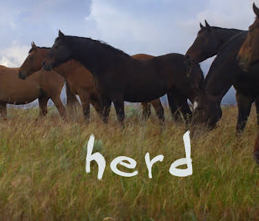 Herd (2017)