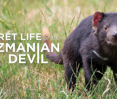 Secret Life of the Tasmanian Devil