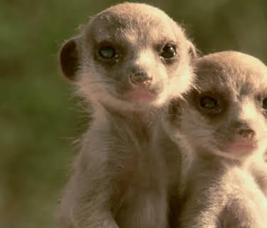Animals Like Us