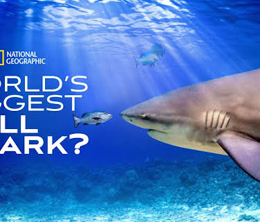World's Biggest Bullshark (2021)