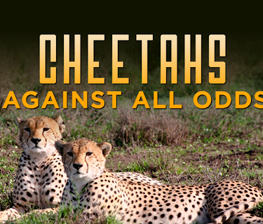 Cheetahs Against All Odds (2009)