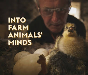 Into Farm Animal's Minds