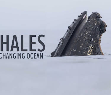 Whales in a Changing Ocean (2022)
