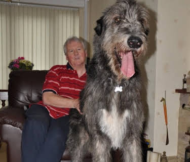 World's Biggest Pets (2012)