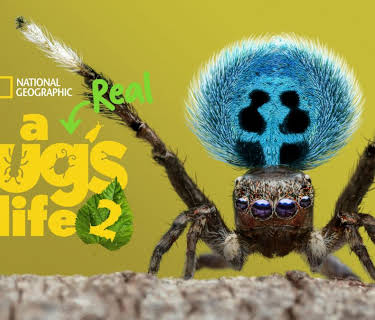 A Real Bug's Life