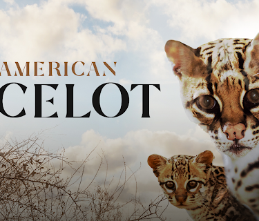 American Ocelot (2022)