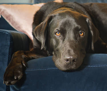 The Hidden Lives of Pets