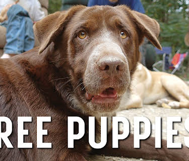 Free Puppies! (2022)