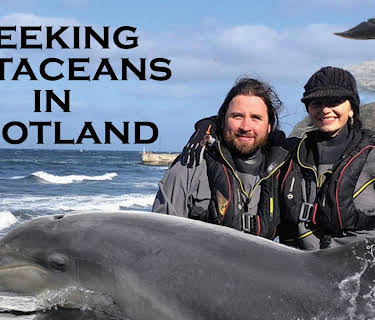 Seeking Cetaceans in Scotland (2021)
