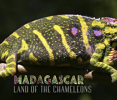 Madagascar: Land of the Chameleons (2012)